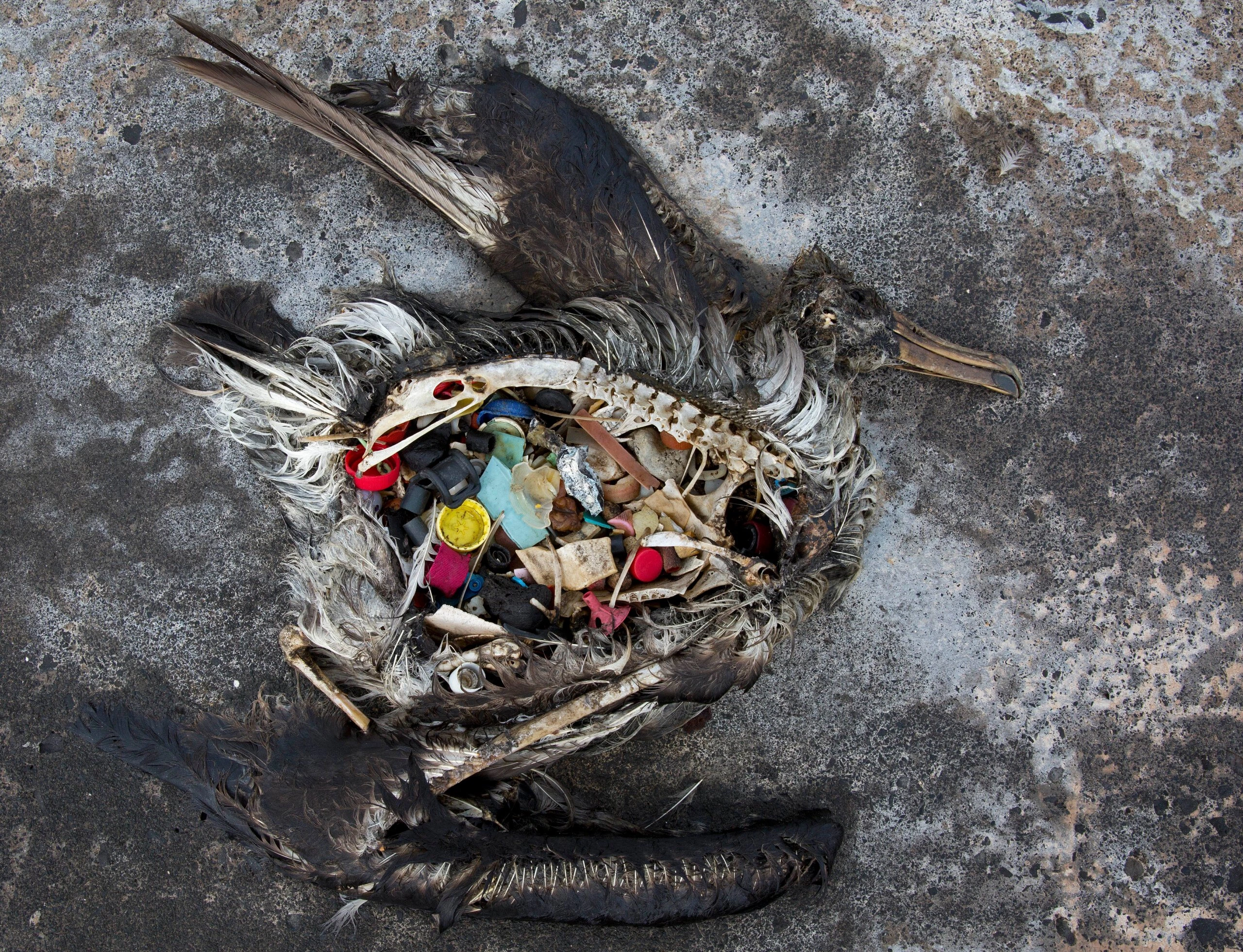 Um albatroz com plástico em seu estômago é mostrado morto no Atol Midway, nas Ilhas de Sotavento no Havaí em 2 de novembro de 2014.