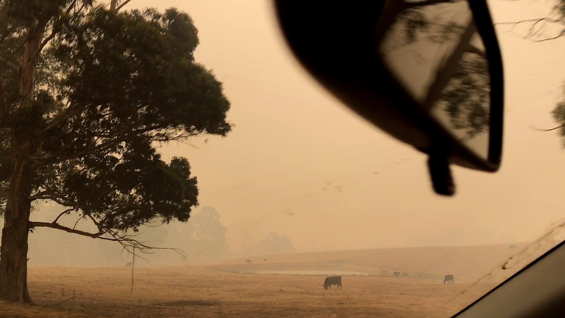 Cows-next-to-Mount-Darragh-Rd-drive-toward-Wyndham-fire-1577919665