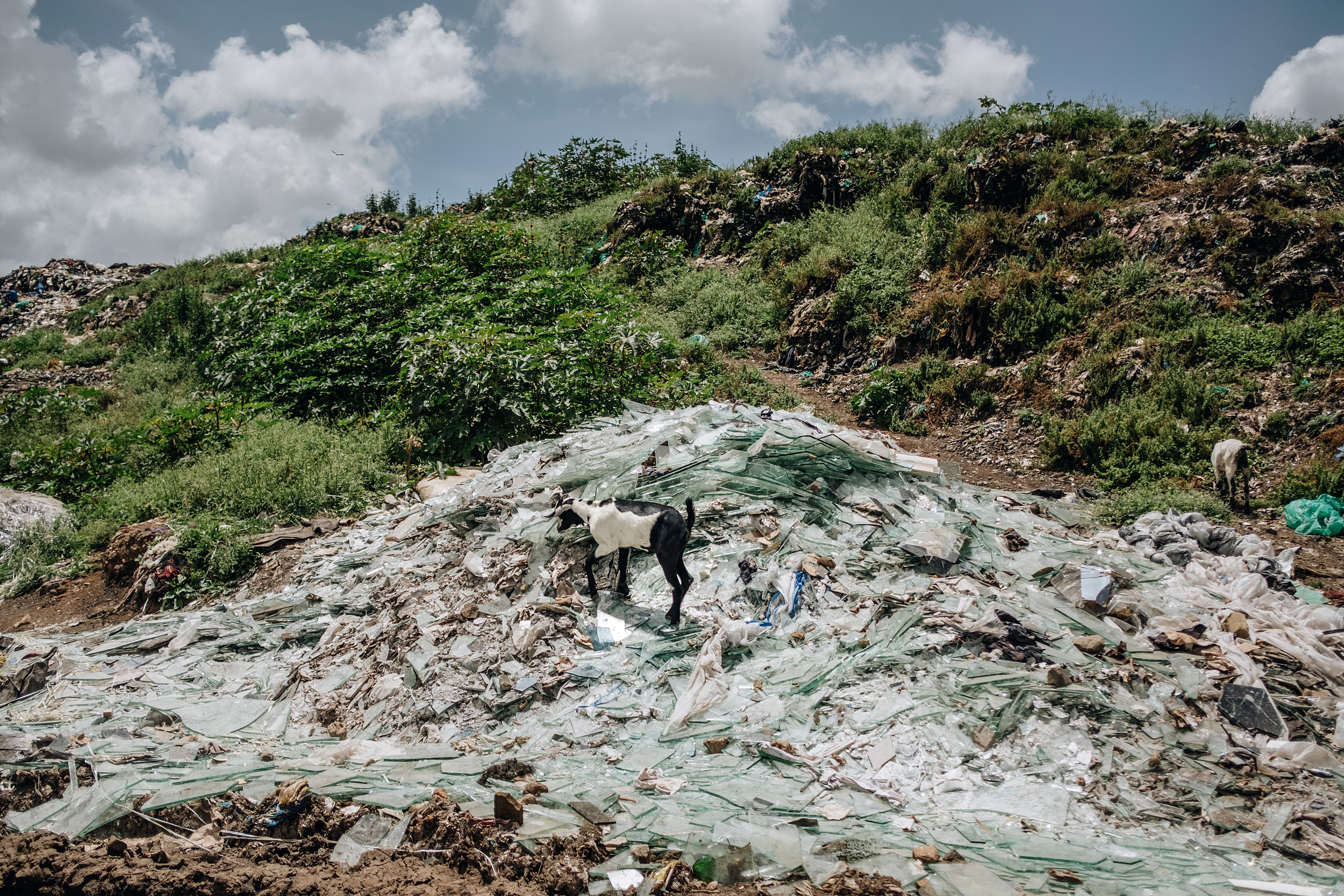 A goat walks on broken glass in Dandora Municiple Dump Site, one of Africa's largest landfills and Nairobi's main dumping ground. Feb. 15, 2020. (Khadija Farah for The Intercept).